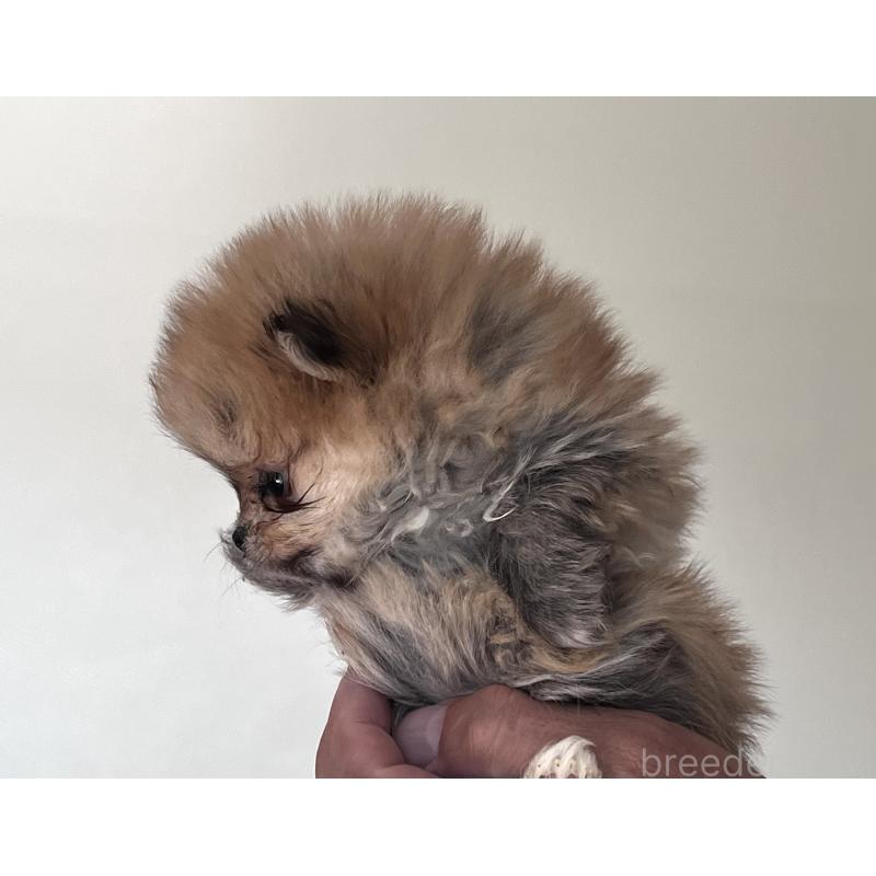 販売中の埼玉県のポメラニアン-445363の2枚目