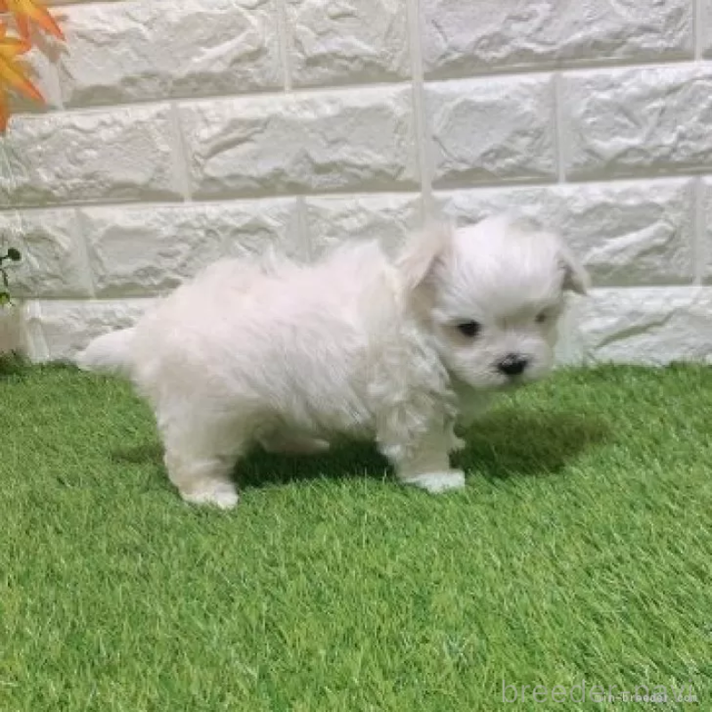 販売中の愛知県のマルチーズ-445362の5枚目