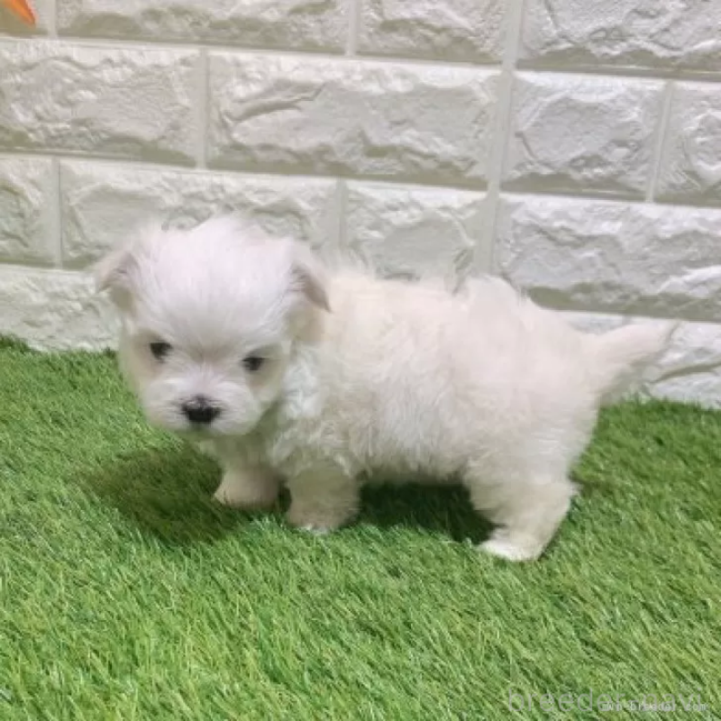 販売中の愛知県のマルチーズ-445362の4枚目