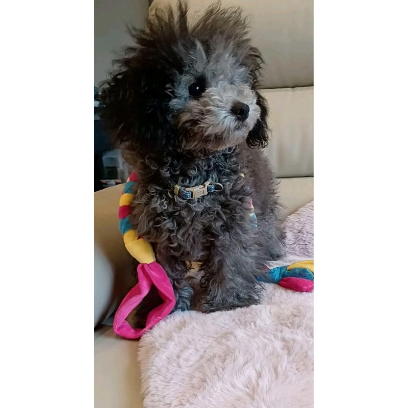 販売中の三重県のトイプードル-410266の12枚目