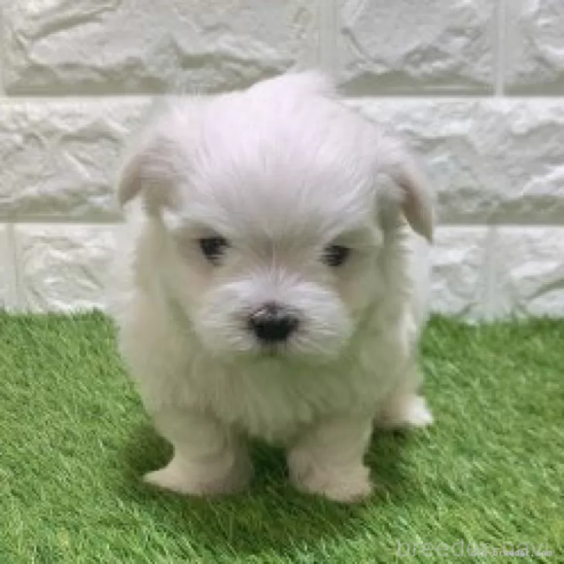 販売中の愛知県のマルチーズ-445362の3枚目