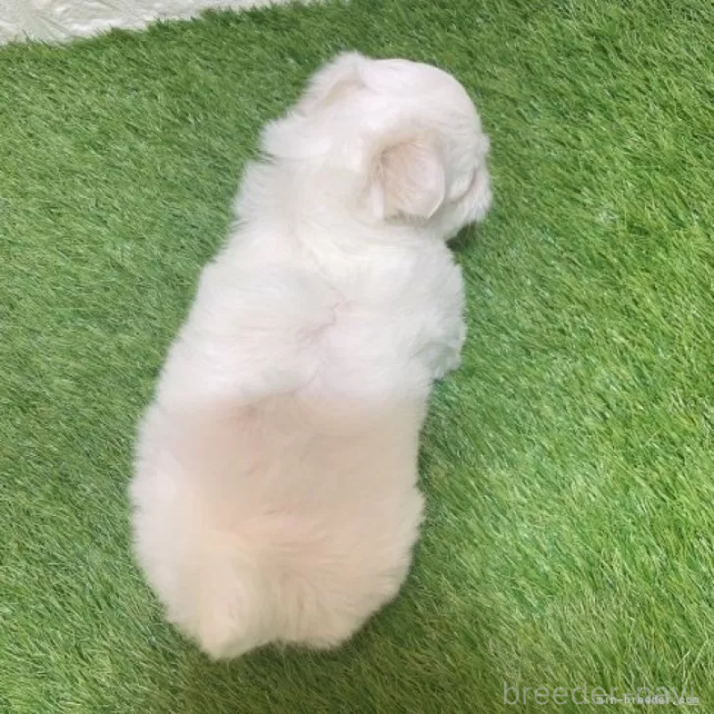 販売中の愛知県のマルチーズ-445362の2枚目