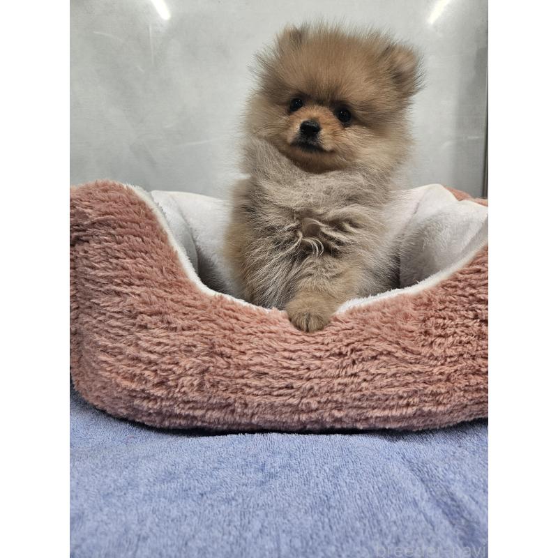 販売中の栃木県のポメラニアン-445365の3枚目