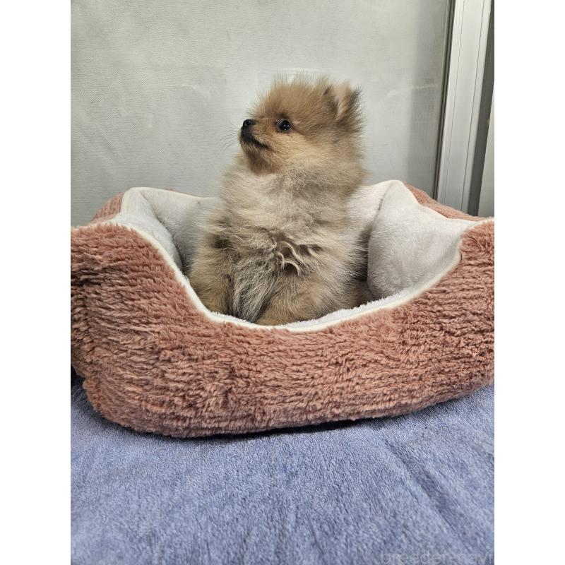 販売中の栃木県のポメラニアン-445365の2枚目