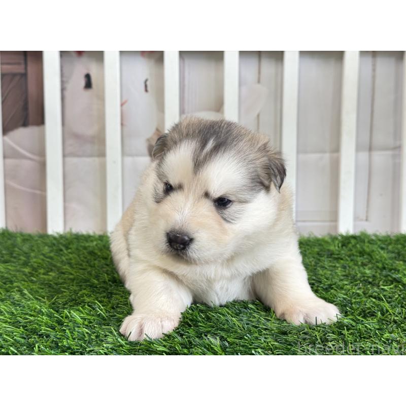 販売中の茨城県のアラスカンマラミュート-445364の5枚目