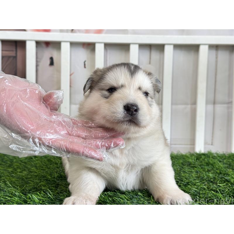 販売中の茨城県のアラスカンマラミュート-445364の3枚目