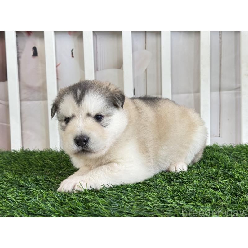 販売中の茨城県のアラスカンマラミュート-445364の2枚目