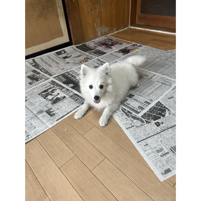 販売中の愛知県の日本スピッツ-427264