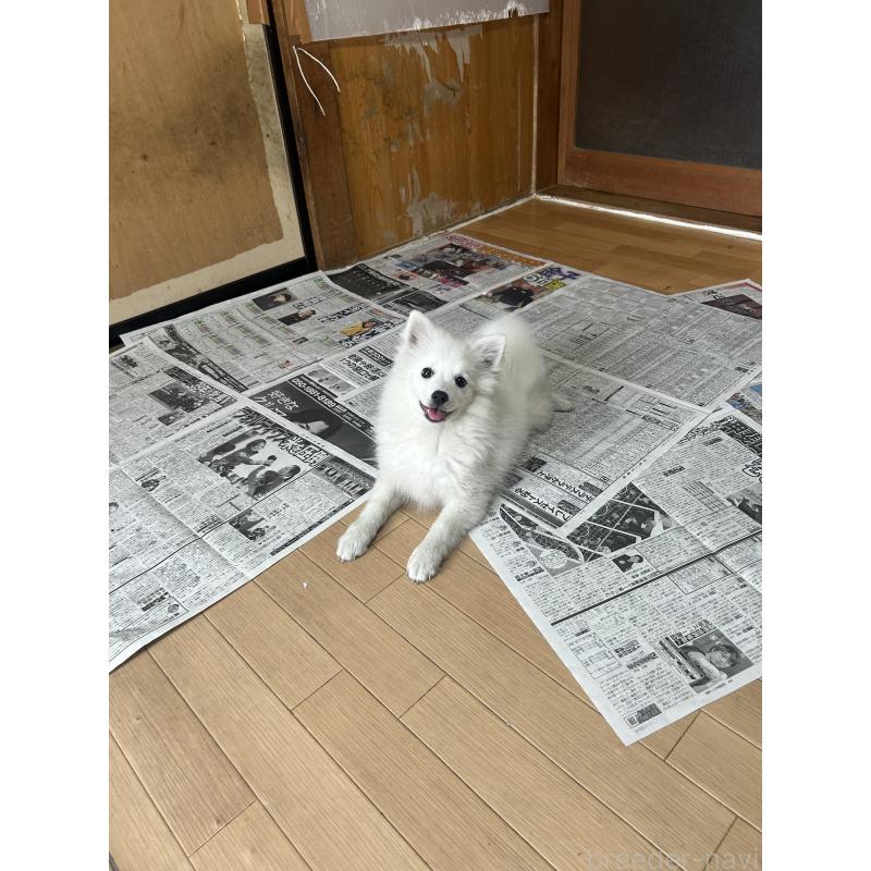 販売中の愛知県の日本スピッツ-427264の4枚目