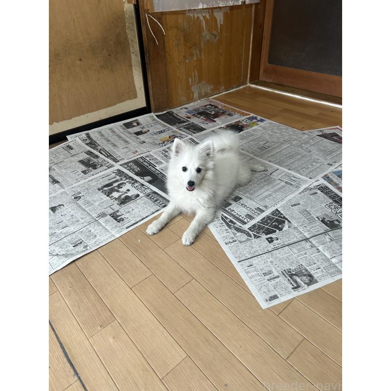 販売中の愛知県の日本スピッツ-427264の3枚目