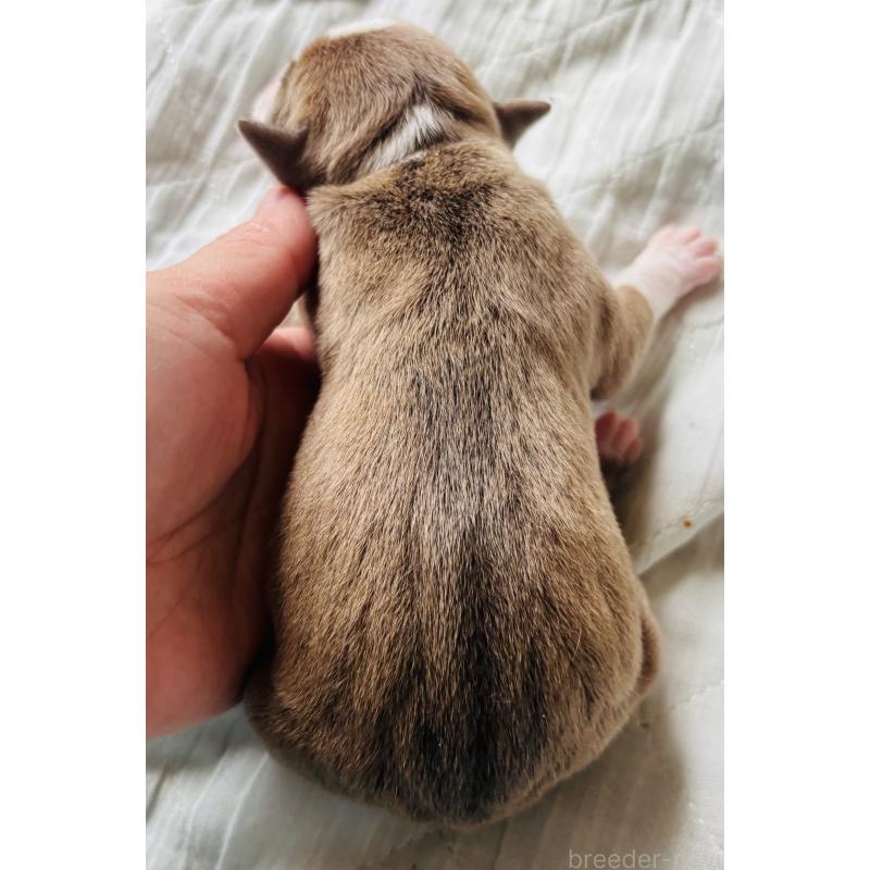 販売中の神奈川県のアメリカンピットブルテリア-445367の2枚目