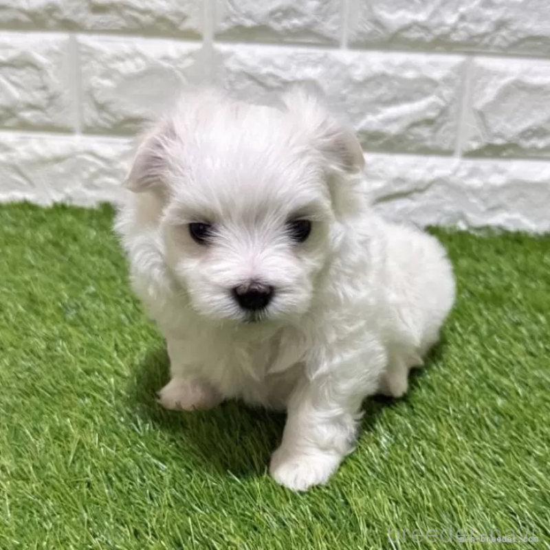 販売中の愛知県のマルチーズ-445369の1枚目