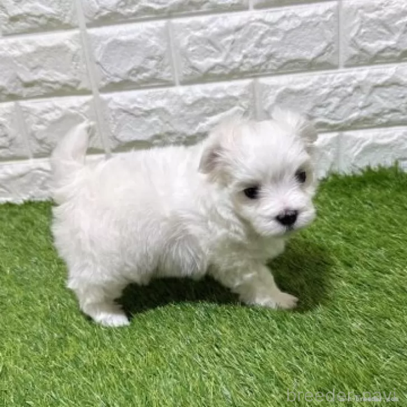 販売中の愛知県のマルチーズ-445369の5枚目