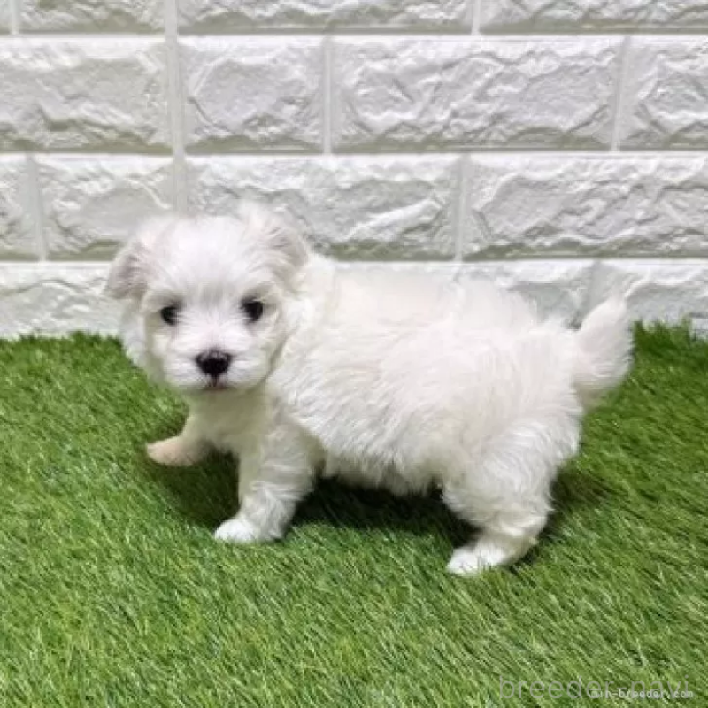 販売中の愛知県のマルチーズ-445369の4枚目