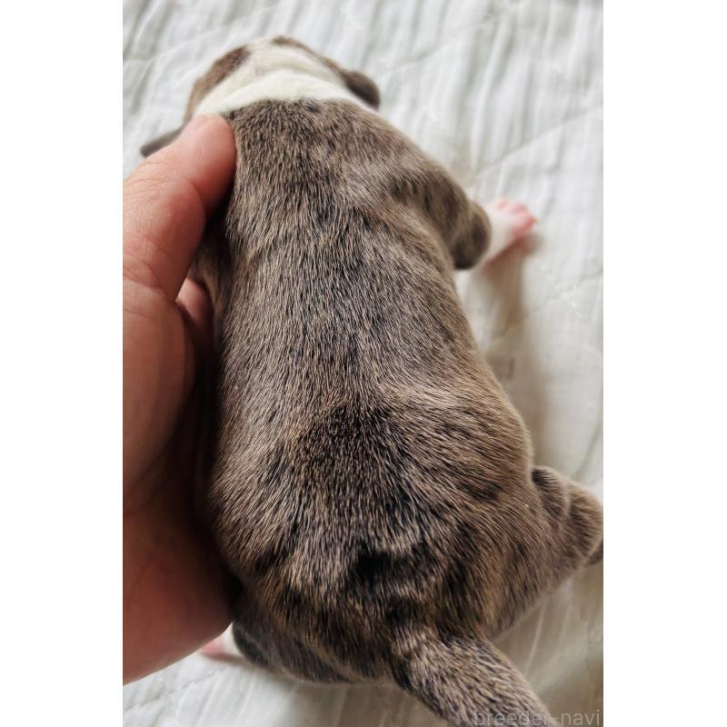 販売中の神奈川県のアメリカンピットブルテリア-445368の2枚目