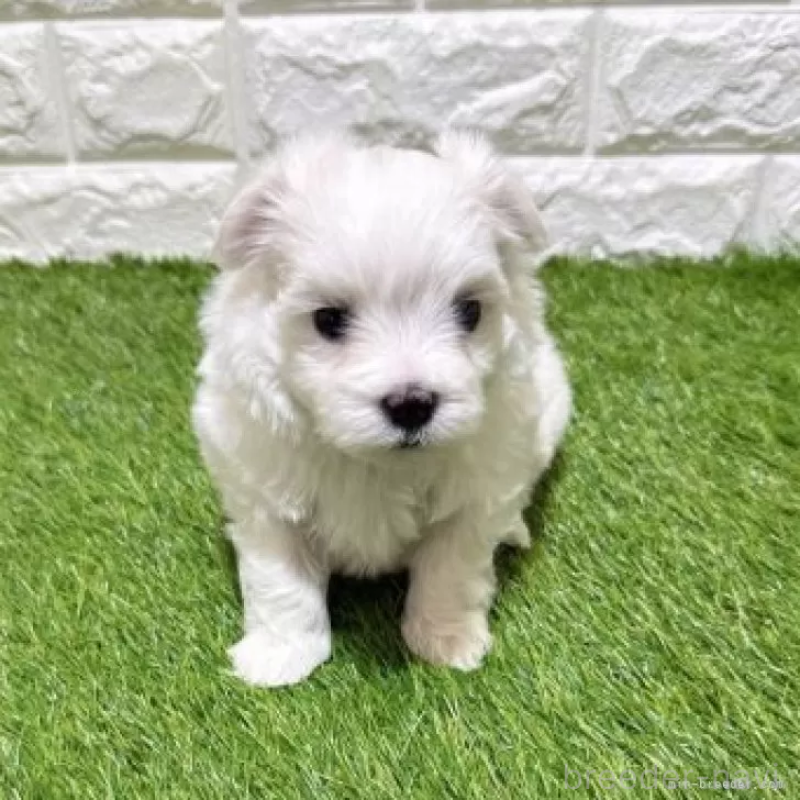 販売中の愛知県のマルチーズ-445369の3枚目