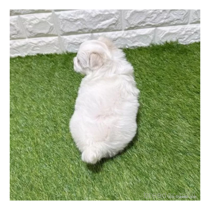 販売中の愛知県のマルチーズ-445369の2枚目