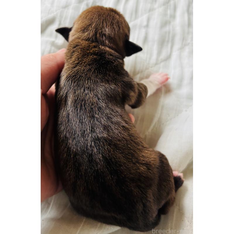 販売中の神奈川県のアメリカンピットブルテリア-445370の2枚目