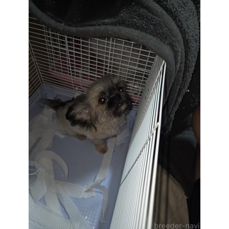 販売中の福岡県のミックス犬-429311の3枚目