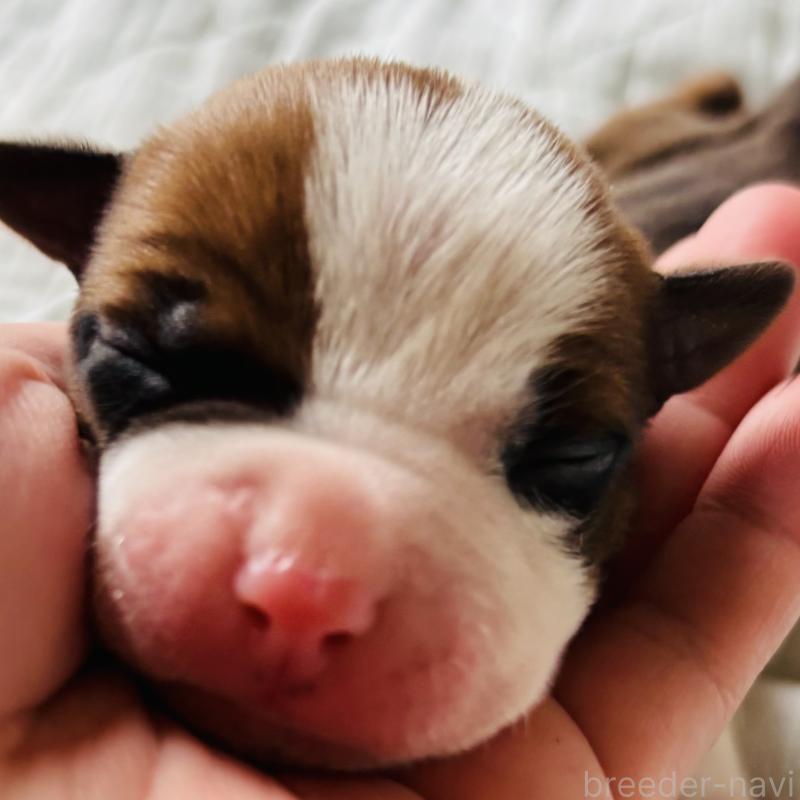 販売中の神奈川県のアメリカンピットブルテリア-445371の1枚目