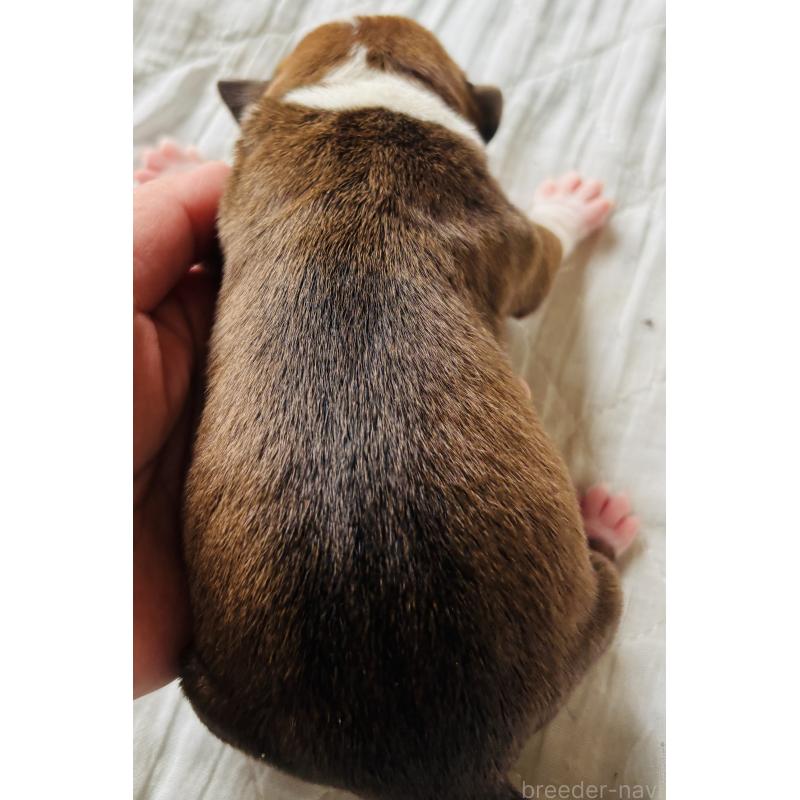 販売中の神奈川県のアメリカンピットブルテリア-445371の2枚目