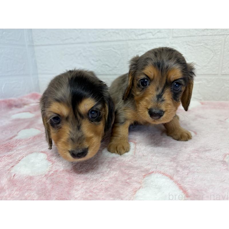 販売中の埼玉県のミニチュアダックスフンド(ロングヘアード)-445376の10枚目