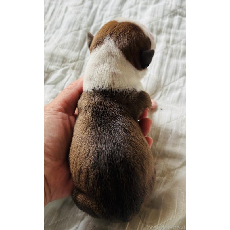 販売中の神奈川県のアメリカンピットブルテリア-445372の2枚目