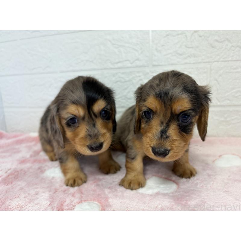 販売中の埼玉県のミニチュアダックスフンド(ロングヘアード)-445376の9枚目