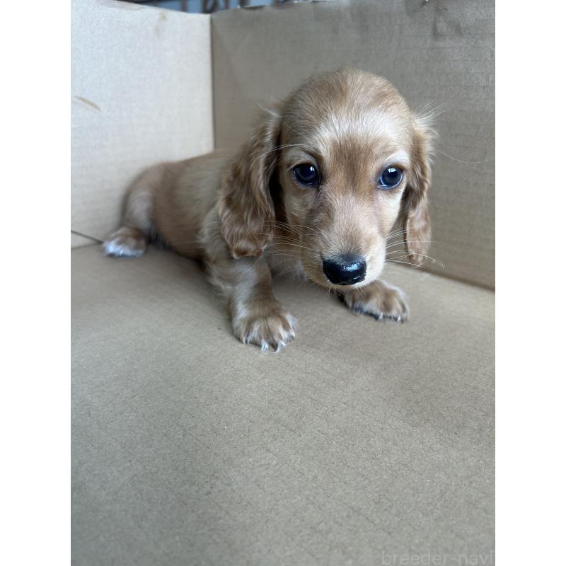 販売中の愛知県のミニチュアダックスフンド(ロングヘアード)-437982の3枚目