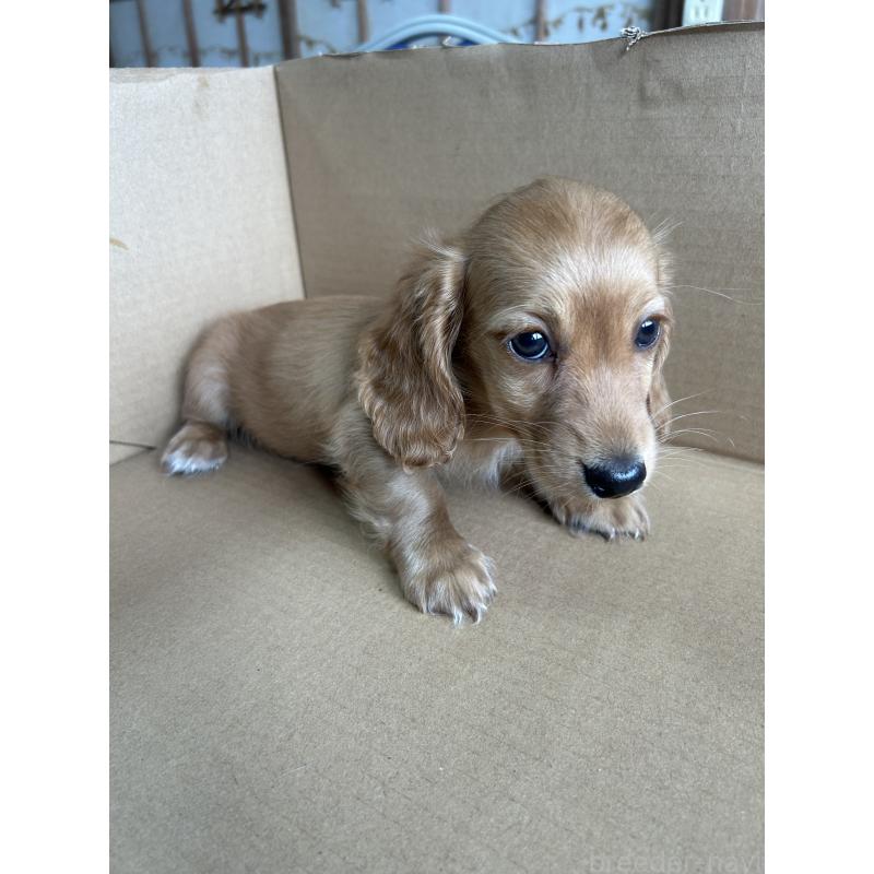 販売中の愛知県のミニチュアダックスフンド(ロングヘアード)-437982の2枚目