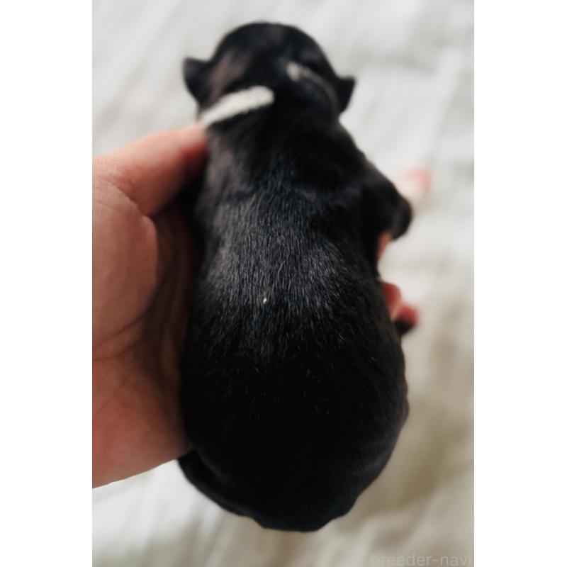 販売中の神奈川県のアメリカンピットブルテリア-445374の2枚目