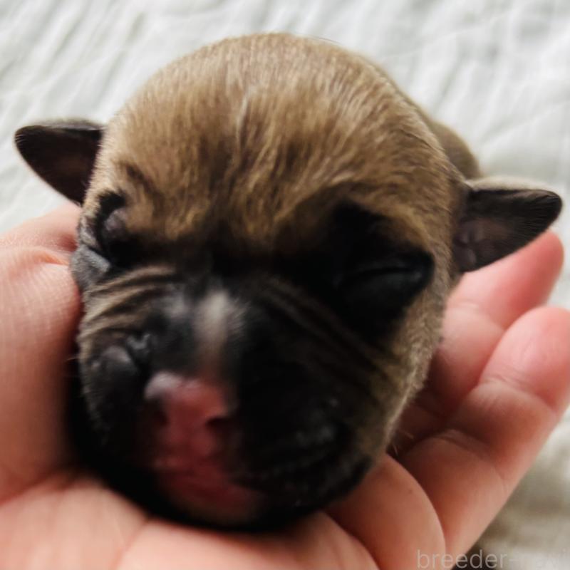 販売中の神奈川県のアメリカンピットブルテリア-445377の1枚目