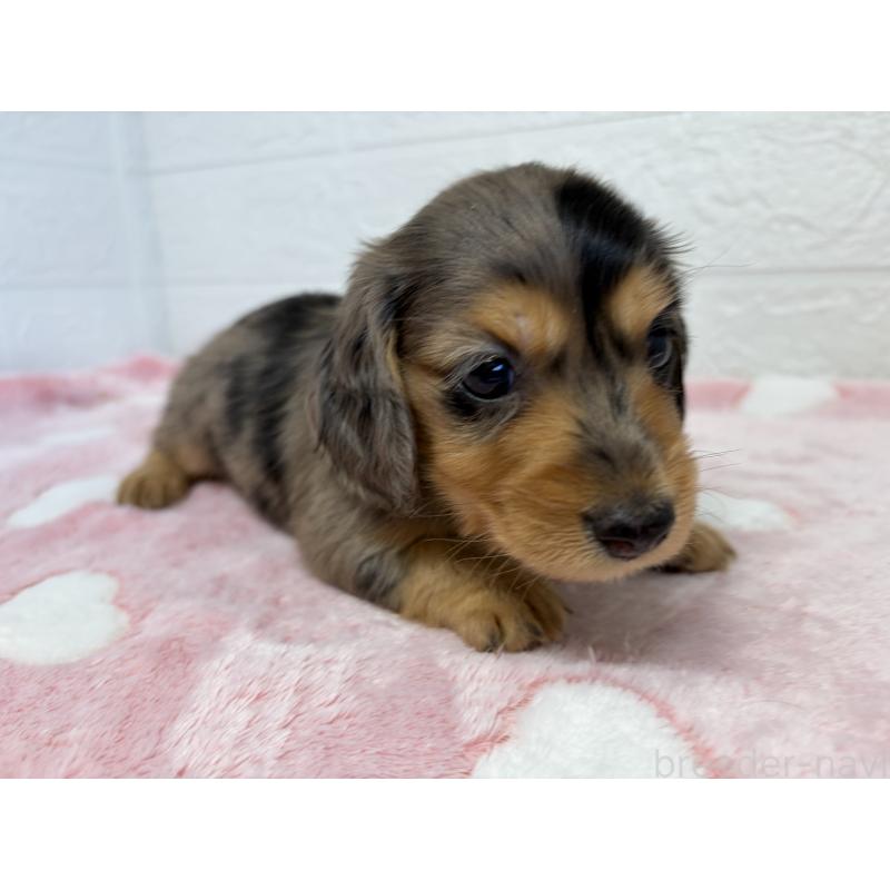 販売中の埼玉県のミニチュアダックスフンド(ロングヘアード)-445376の5枚目