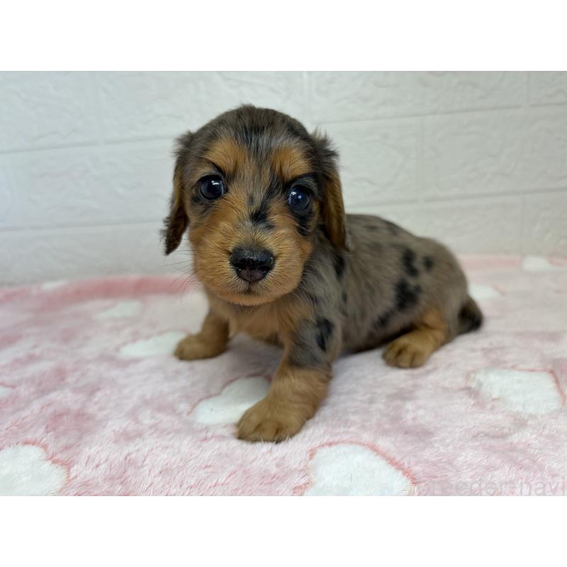 販売中の埼玉県のミニチュアダックスフンド(ロングヘアード)-445379の6枚目