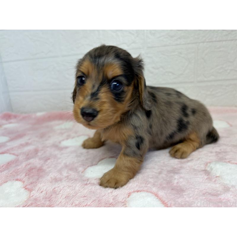 販売中の埼玉県のミニチュアダックスフンド(ロングヘアード)-445379の4枚目