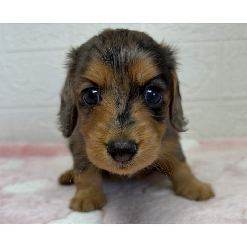 販売中の埼玉県のミニチュアダックスフンド(ロングヘアード)-445379の3枚目