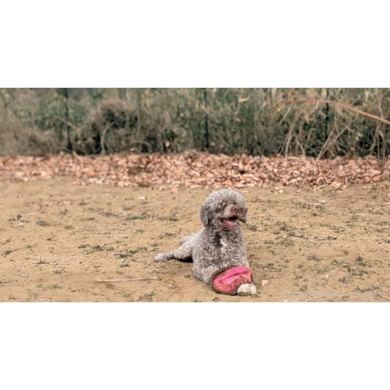 販売中の東京都のポーチュギーズウォータードッグ-433947の3枚目