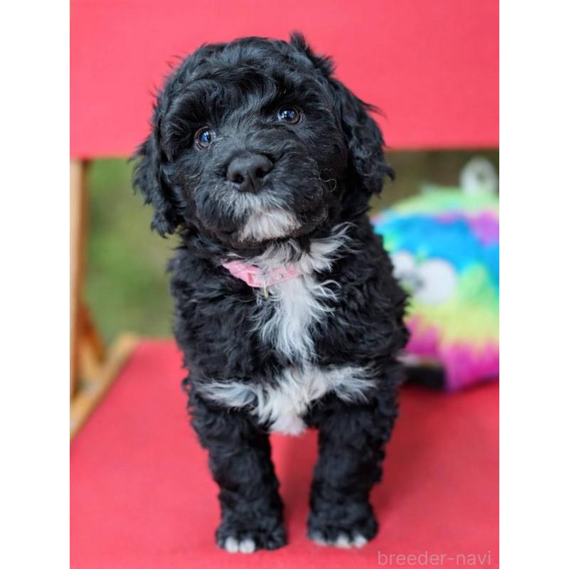 販売中の東京都のポーチュギーズウォータードッグ-433947の2枚目