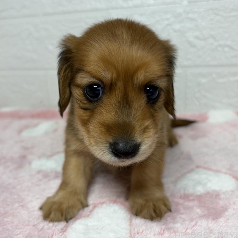 販売中の埼玉県のミニチュアダックスフンド(ロングヘアード)-445381の1枚目