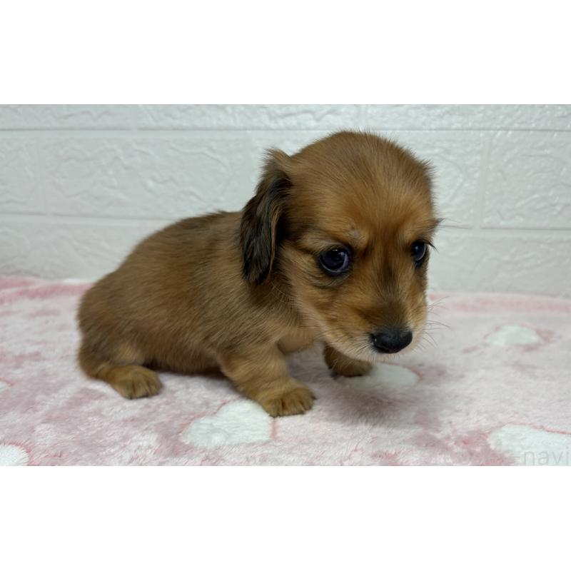 販売中の埼玉県のミニチュアダックスフンド(ロングヘアード)-445381の8枚目