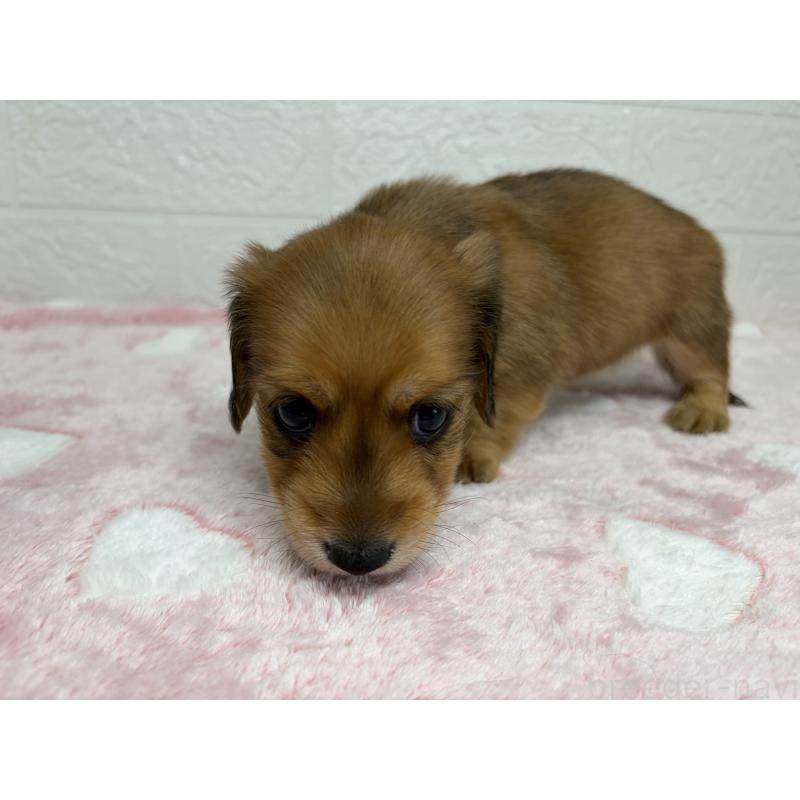 販売中の埼玉県のミニチュアダックスフンド(ロングヘアード)-445381の7枚目