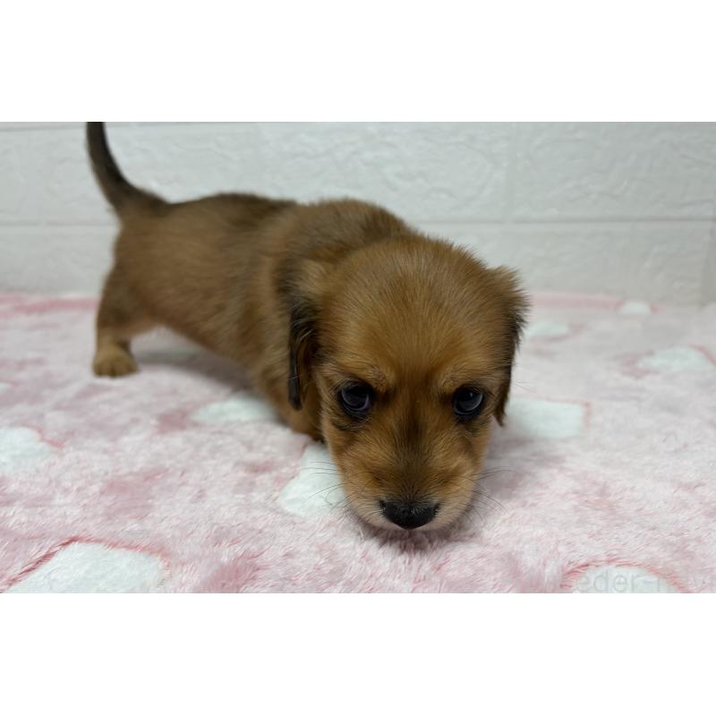 販売中の埼玉県のミニチュアダックスフンド(ロングヘアード)-445381の6枚目