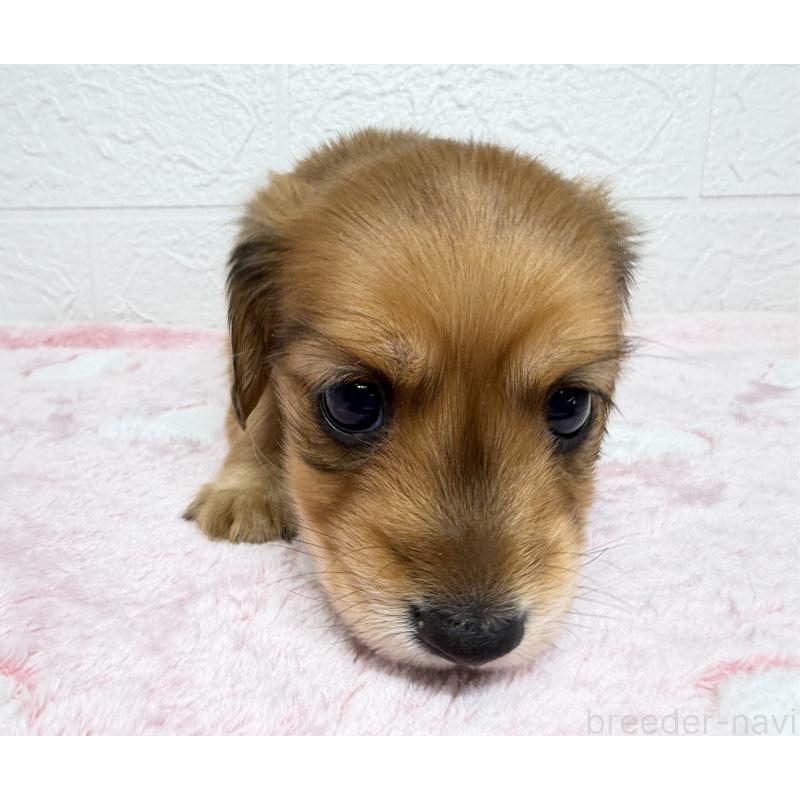 販売中の埼玉県のミニチュアダックスフンド(ロングヘアード)-445381の5枚目