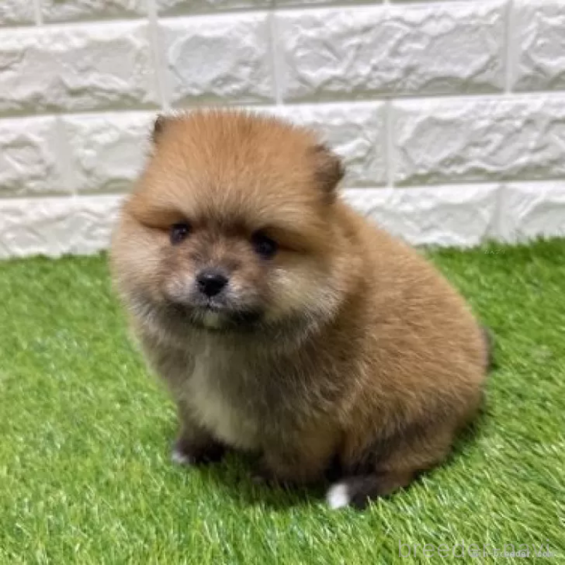 販売中の愛知県のポメラニアン-445380の5枚目