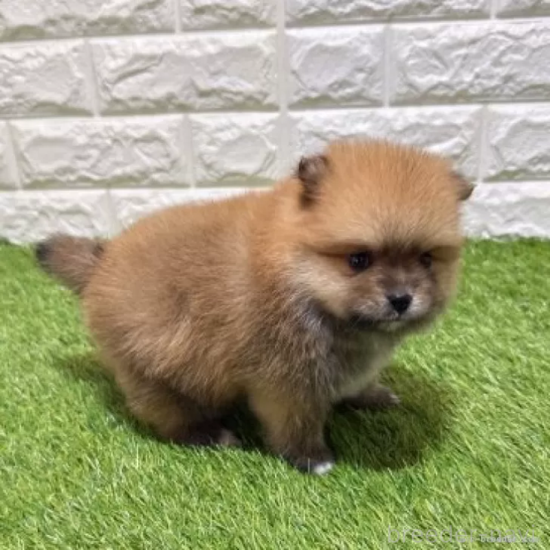 販売中の愛知県のポメラニアン-445380の4枚目