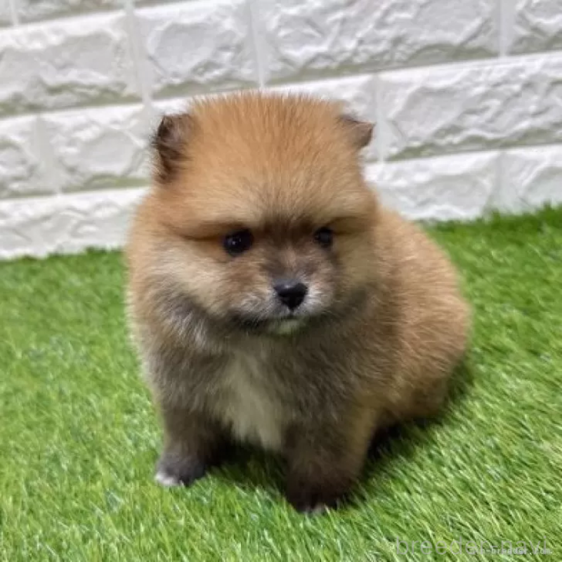 販売中の愛知県のポメラニアン-445380の3枚目