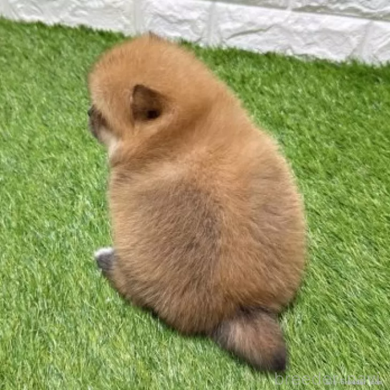 販売中の愛知県のポメラニアン-445380の2枚目