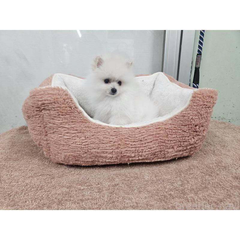 販売中の栃木県のポメラニアン-445382の2枚目