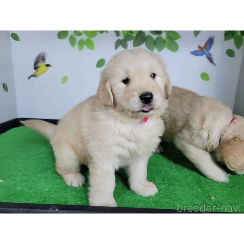 販売中の三重県のゴールデンレトリーバー-445383の5枚目