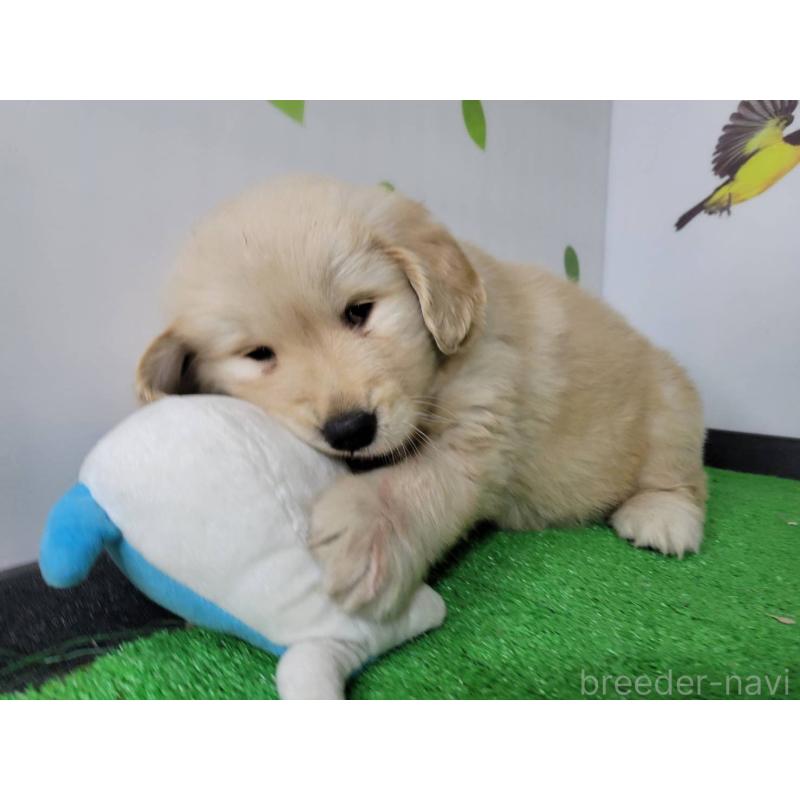 販売中の三重県のゴールデンレトリーバー-445383の4枚目